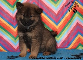 chiot eurasier