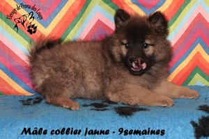 chiot eurasier