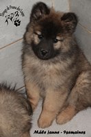 chiot eurasier