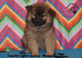 chiot eurasier