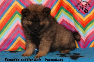 chiot eurasier