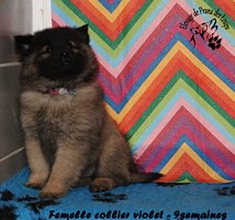 chiot eurasier