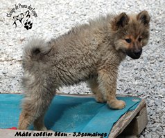 chiot eurasier
