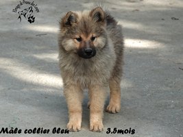 chiot eurasier