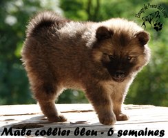 chiot eurasier