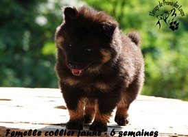 chiot eurasier