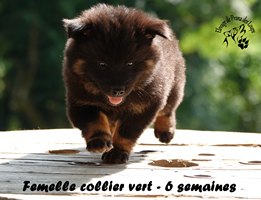 chiot eurasier