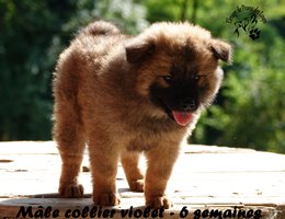 chiot eurasier