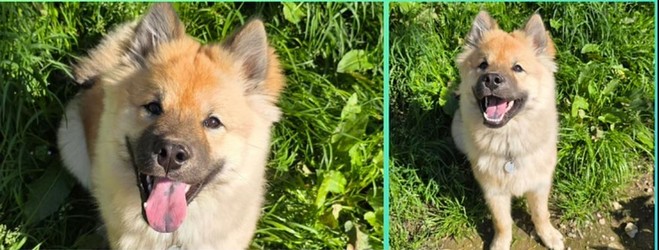 chiot eurasier