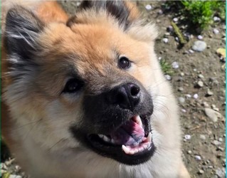 chiot eurasier