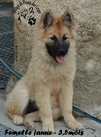chiot eurasier