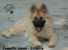 chiot eurasier