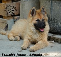 chiot eurasier