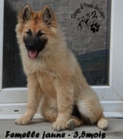 chiot eurasier
