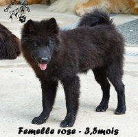 chiot eurasier