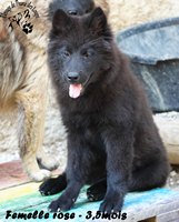 chiot eurasier