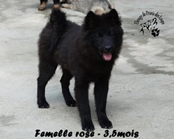 chiot eurasier