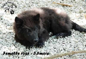 chiot eurasier