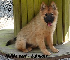 chiot eurasier