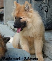 chiot eurasier
