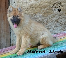 chiot eurasier