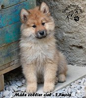 chiot eurasier