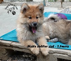 chiot eurasier