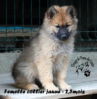 chiot eurasier