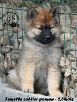 chiot eurasier