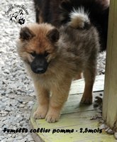 chiot eurasier