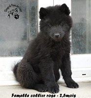 chiot eurasier