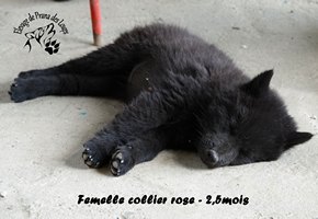 chiot eurasier