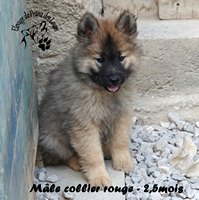chiot eurasier