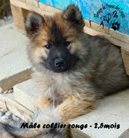 chiot eurasier
