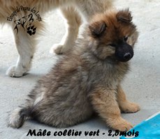 chiot eurasier