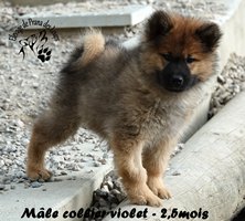 chiot eurasier