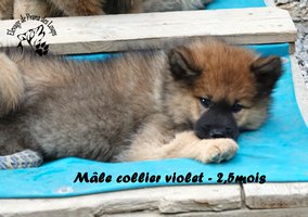 chiot eurasier