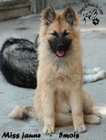 chiot eurasier