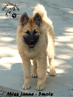 chiot eurasier