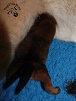 chiot eurasier