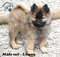 chiot eurasier