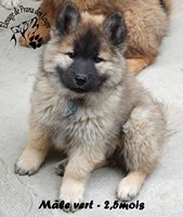 chiot eurasier