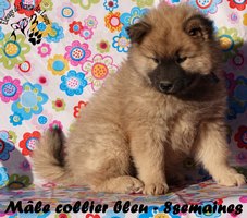chiot eurasier