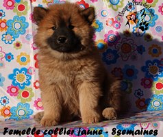 chiot eurasier