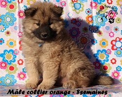 chiot eurasier