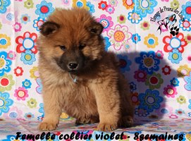 chiot eurasier