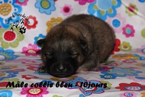 chiot eurasier