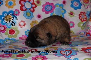 chiot eurasier