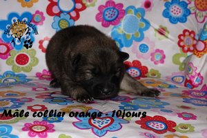 chiot eurasier