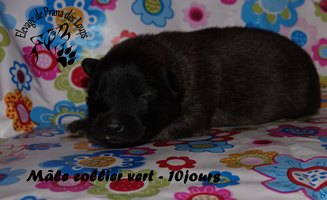 chiot eurasier